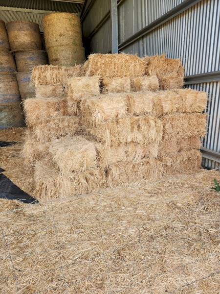 Teff hay small square bales