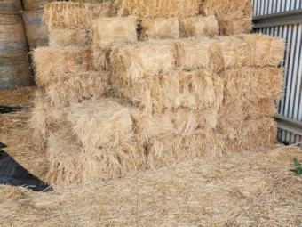 Teff hay small square bales