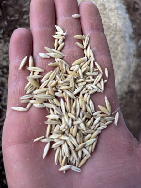 Yallara Oat seed