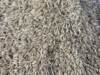 Yallara Oat seed