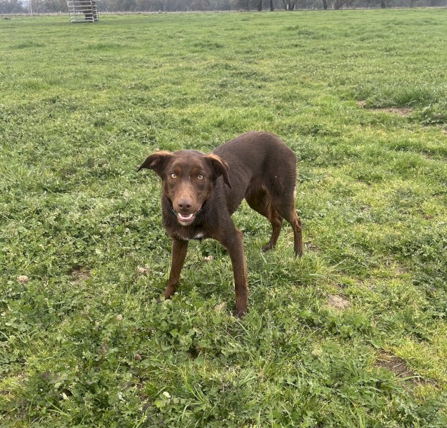 Started kelpie WKC female