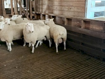 Border Leicester Rams x 22