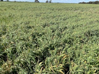 100 x Oaten Hay Round Bales