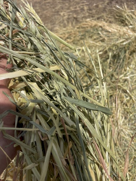 Oaten Hay 5x4 Round Bales 420kg