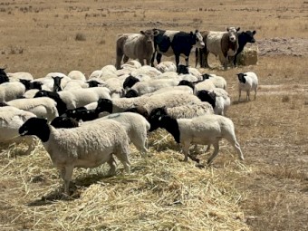 800mt Oaten Hay 5x4 Round Bales