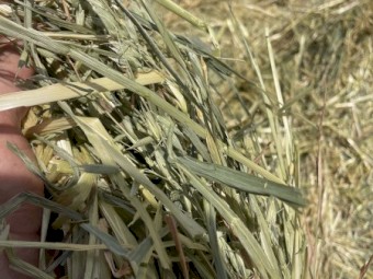 800mt Oaten Hay 5x4 Round Bales