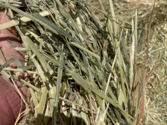 800mt Oaten Hay 5x4 Round Bales