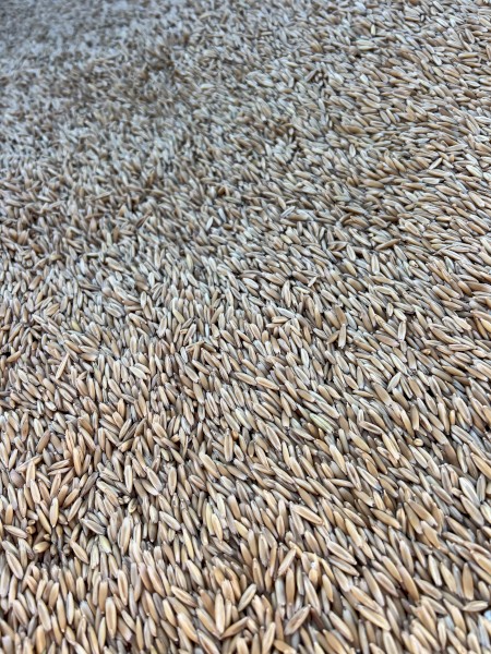 kingbale Oat Seed 