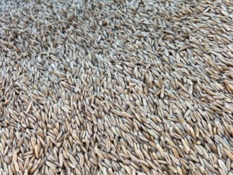 kingbale Oat Seed 