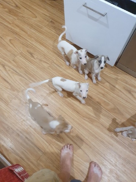 Whippet pups