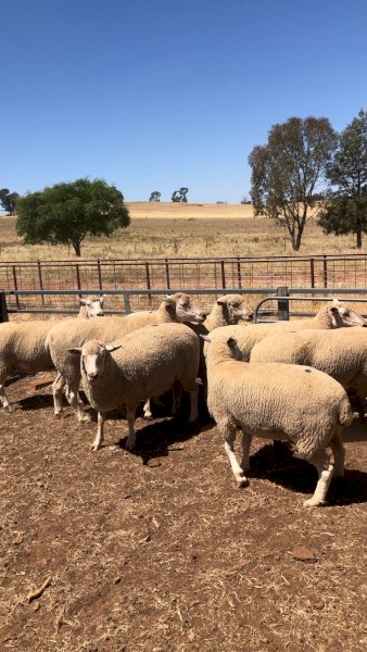 Must sell this week Composite ewes SIL single to Composite rams