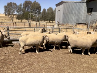 Must sell this week Composite ewes SIL single to Composite rams