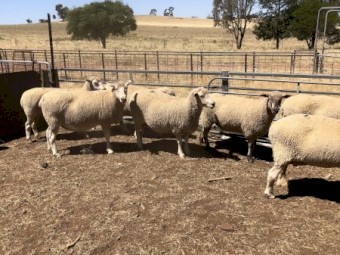 Must sell this week Composite ewes SIL single to Composite rams