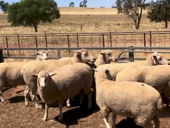 Must sell this week Composite ewes SIL single to Composite rams