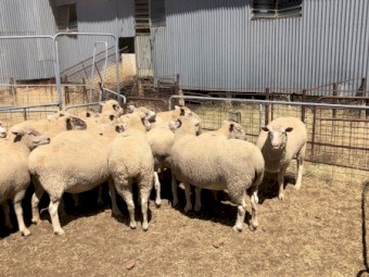 Must sell this week Composite ewes SIL single to Composite rams