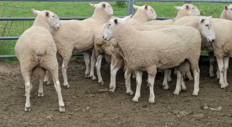 Border Leicester Rams x 10