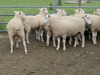 Border Leicester Rams x 10