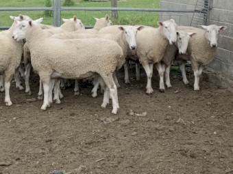 Border Leicester Rams x 10