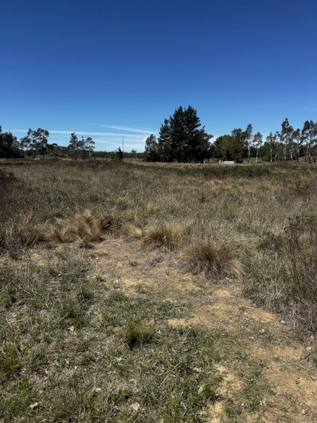 Agistment Windellama NSW (Cattle & Sheep)