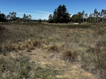 Agistment Windellama NSW (Cattle & Sheep)