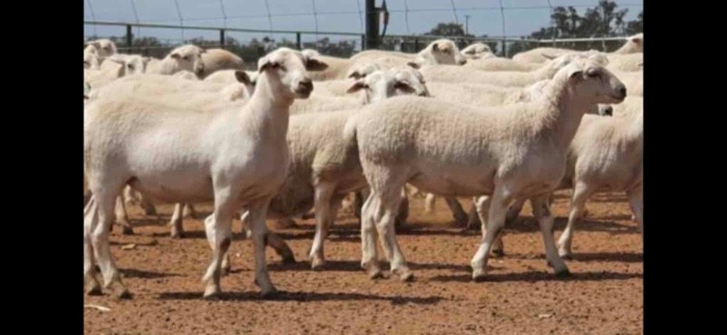 Aussie White Ewes x 110