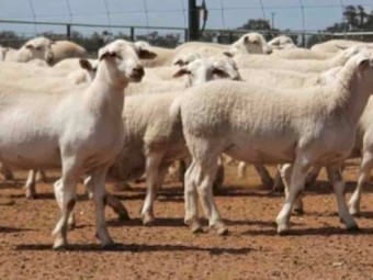 Aussie White Ewes x 110