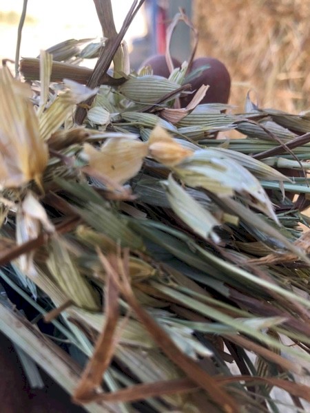 Oaten Hay  700kgs 8x4x4 200 bales