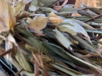 Oaten Hay  700kgs 8x4x4 200 bales