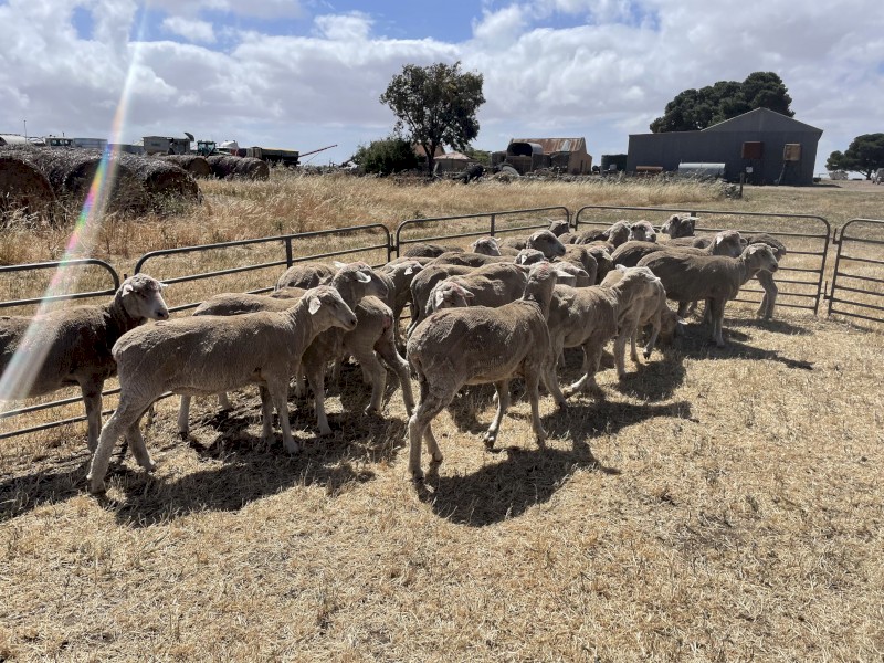 Merino Ewe Hoggets