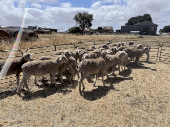 Merino Ewe Hoggets