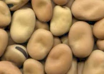 50mt Faba Beans