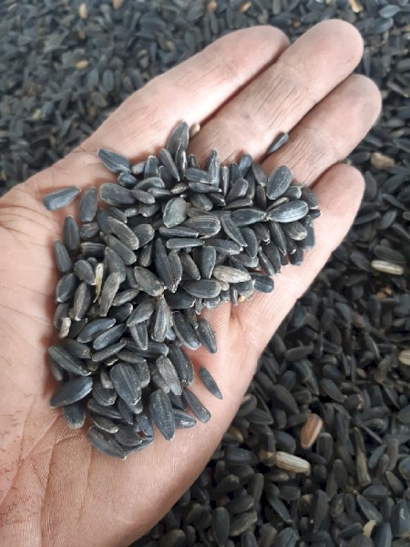Sunflower Seed Black (Grain for Feed)