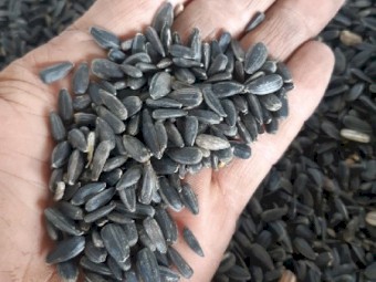 Sunflower Seed Black (Grain for Feed)
