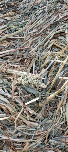 Millet Round Bales 