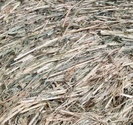 Millet Round Bales 