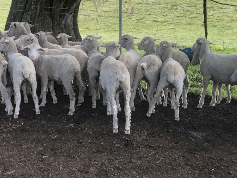 29 Merino Lambs Farm Tender