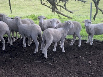 29 Merino Lambs