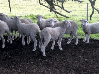 29 Merino Lambs