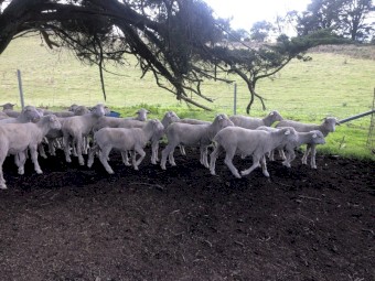 29 Merino Lambs