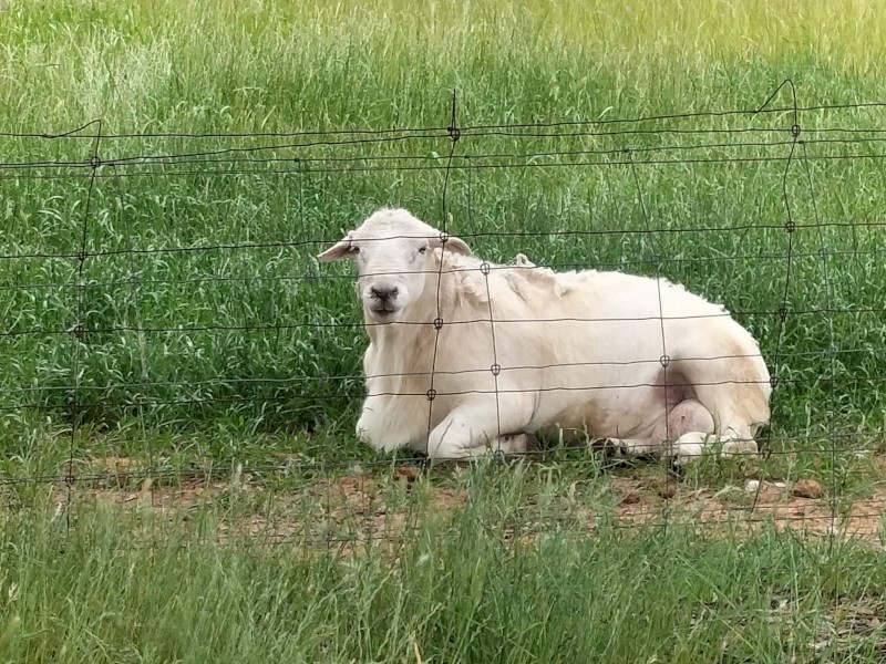 Australian White Ram