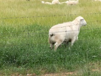 Australian White Ram