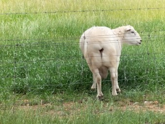 Australian White Ram