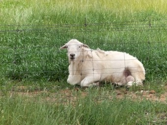 Australian White Ram