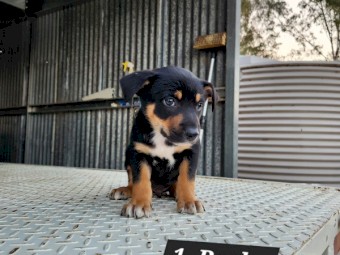 5 - Kelpie Collie x Kelpie pups