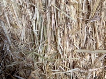 Wheaten Hay 8x4x3 Bales