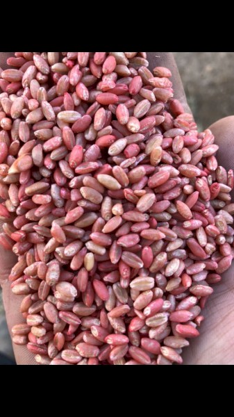 WANTED Revenue Wheat Seed