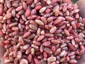 WANTED Revenue Wheat Seed