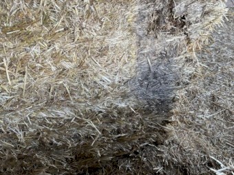 Oaten hay. Shed face bales.