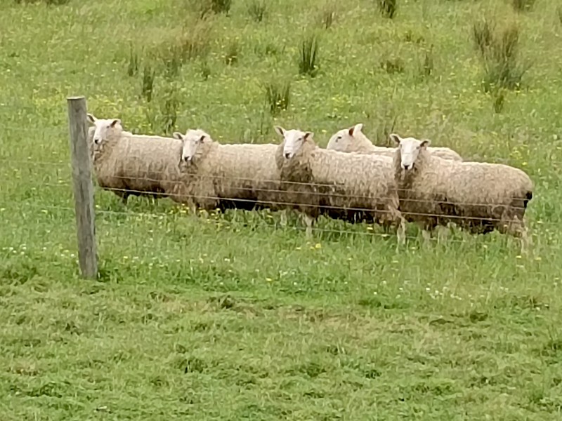 Border Leicester Rams