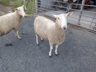 Border Leicester Rams
